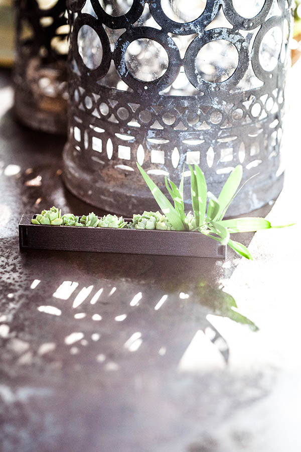 Plantaë pinous Rustic Steel